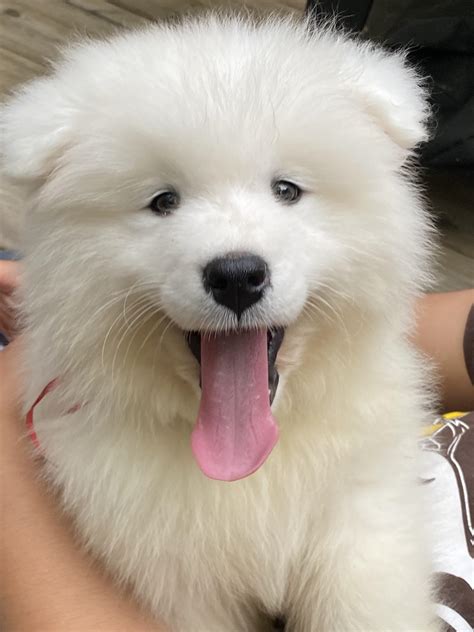The Cost of Health Care for a White Magic Samoyed: What Owners Should Know